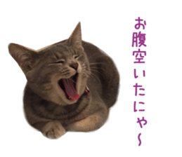 Real CAT Russian Blue and Scottish Fold sticker #14314787