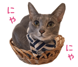 Real CAT Russian Blue and Scottish Fold sticker #14314788