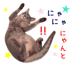 Real CAT Russian Blue and Scottish Fold sticker #14314789