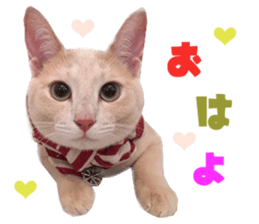 Real CAT Russian Blue and Scottish Fold sticker #14314790