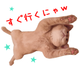 Real CAT Russian Blue and Scottish Fold sticker #14314791