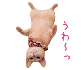 Real CAT Russian Blue and Scottish Fold sticker #14314792