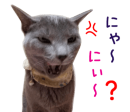 Real CAT Russian Blue and Scottish Fold sticker #14314794