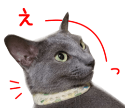Real CAT Russian Blue and Scottish Fold sticker #14314795