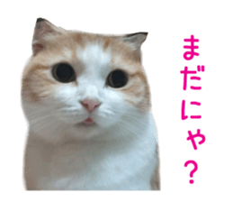 Real CAT Russian Blue and Scottish Fold sticker #14314796