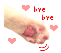 Real CAT Russian Blue and Scottish Fold sticker #14314797