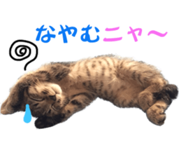 Kotatsu-chan sticker #14314886