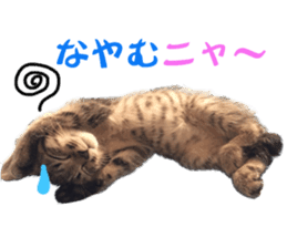 Kotatsu-chan sticker #14314886