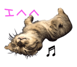 Kotatsu-chan sticker #14314887