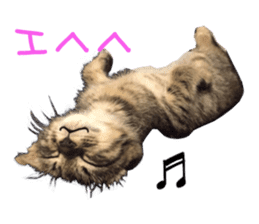 Kotatsu-chan sticker #14314887