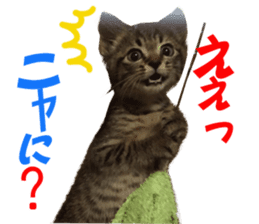 Kotatsu-chan sticker #14314888