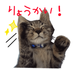 Kotatsu-chan sticker #14314889