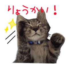 Kotatsu-chan sticker #14314889