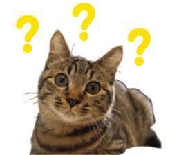 Kotatsu-chan sticker #14314890