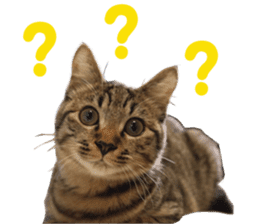 Kotatsu-chan sticker #14314890