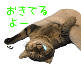 Kotatsu-chan sticker #14314891