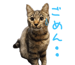 Kotatsu-chan sticker #14314892