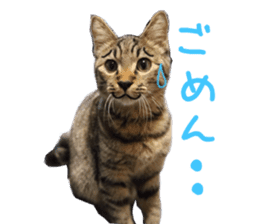 Kotatsu-chan sticker #14314892