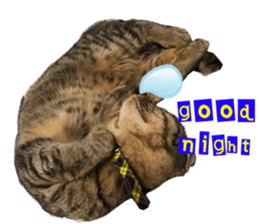 Kotatsu-chan sticker #14314893