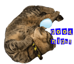 Kotatsu-chan sticker #14314893