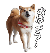 shibainufan sticker #14315342