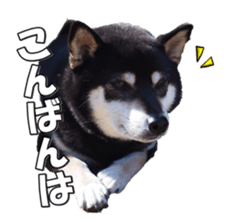 shibainufan sticker #14315343