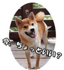shibainufan sticker #14315344