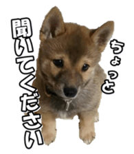 shibainufan sticker #14315345