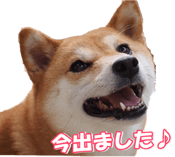 shibainufan sticker #14315346