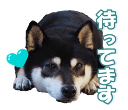 shibainufan sticker #14315347