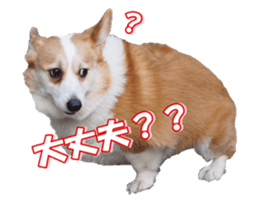 shibainufan sticker #14315349