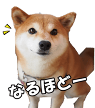 shibainufan sticker #14315350