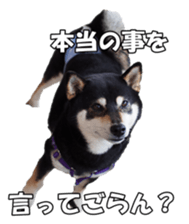 shibainufan sticker #14315351