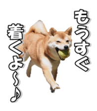 shibainufan sticker #14315352