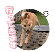 shibainufan sticker #14315353