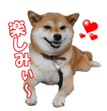 shibainufan sticker #14315354