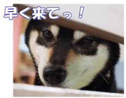 shibainufan sticker #14315355
