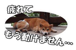 shibainufan sticker #14315356