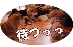 shibainufan sticker #14315357