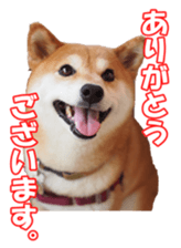 shibainufan sticker #14315358