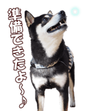 shibainufan sticker #14315359
