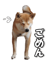shibainufan sticker #14315361