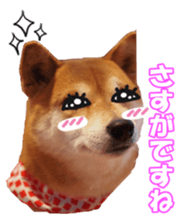 shibainufan sticker #14315362