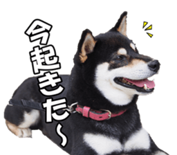 shibainufan sticker #14315363
