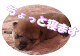 shibainufan sticker #14315364