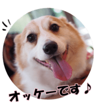 shibainufan sticker #14315365