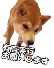 shibainufan sticker #14315366