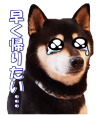 shibainufan sticker #14315367