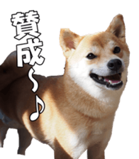 shibainufan sticker #14315368