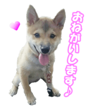 shibainufan sticker #14315369